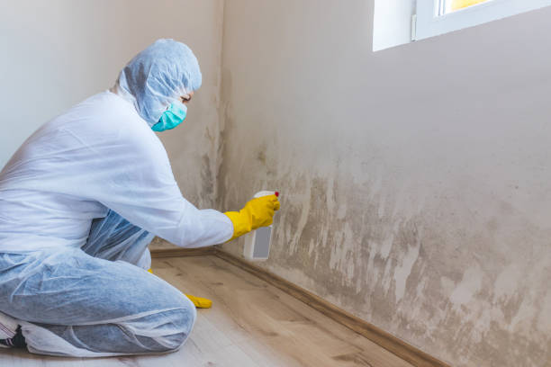 Licensed Mold Removal service in Pomeroy, PA - WQB Mold Removal